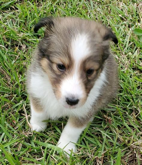 shetland sheepdog puppies for sale in nc